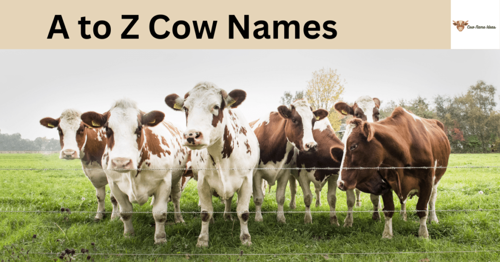 A to Z Cow Names