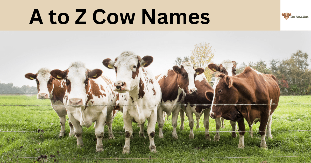 A to Z Cow Names