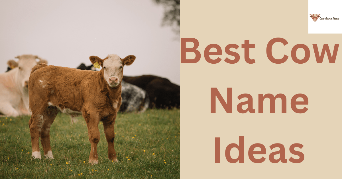 Best Cow Name Ideas