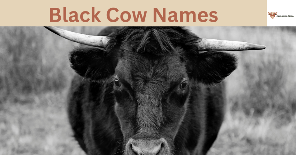 Black Cow Names