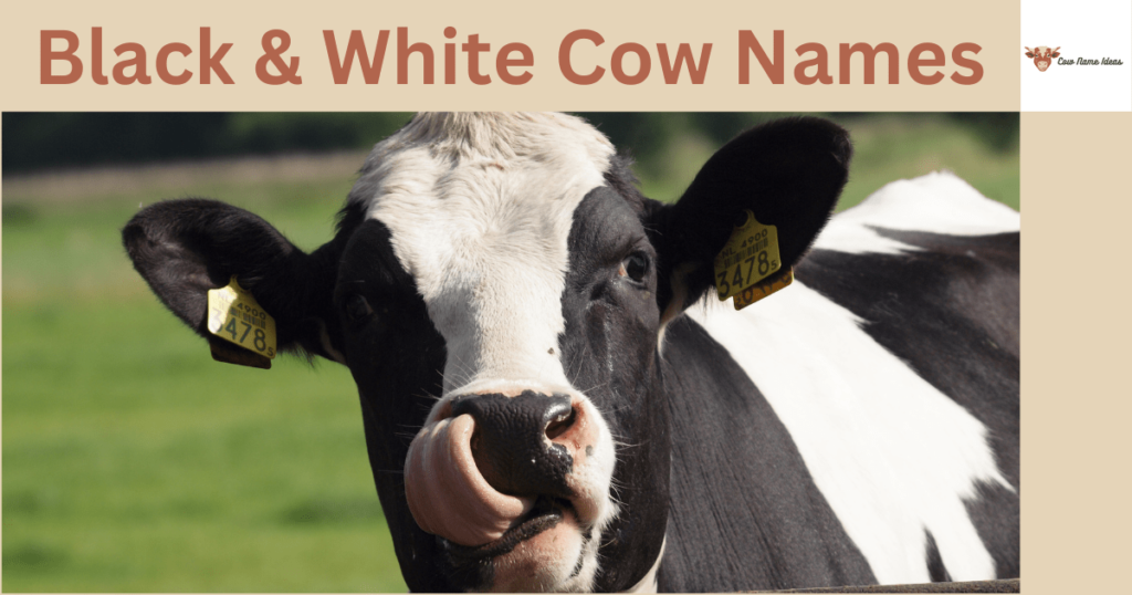 Black & White Cow Names