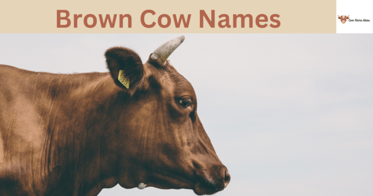 250 Brown Cow Names [With Meanings]