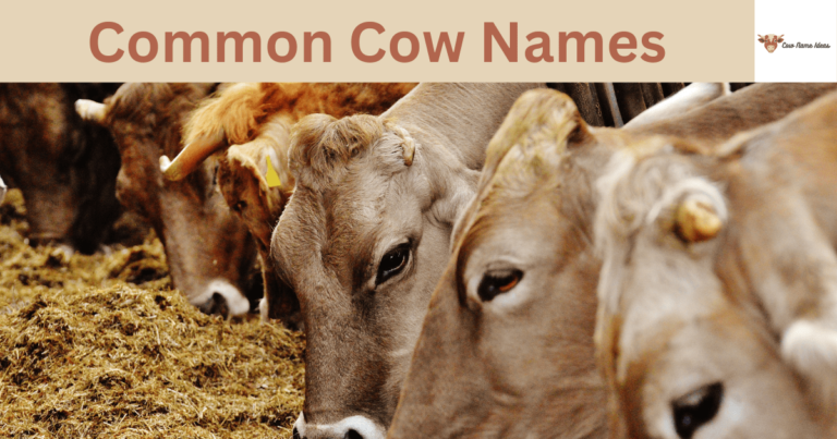 70 Common Cow Names