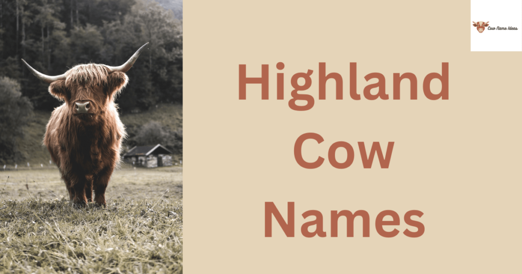 Highland Cow Names