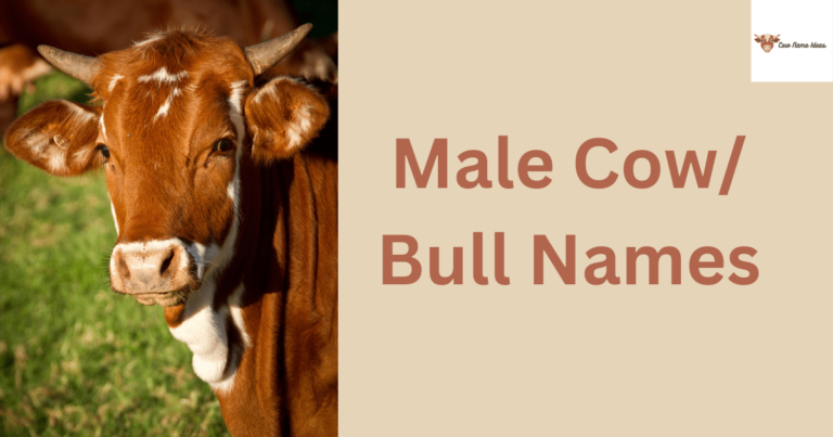 250 Male Cow Names [With Meanings]