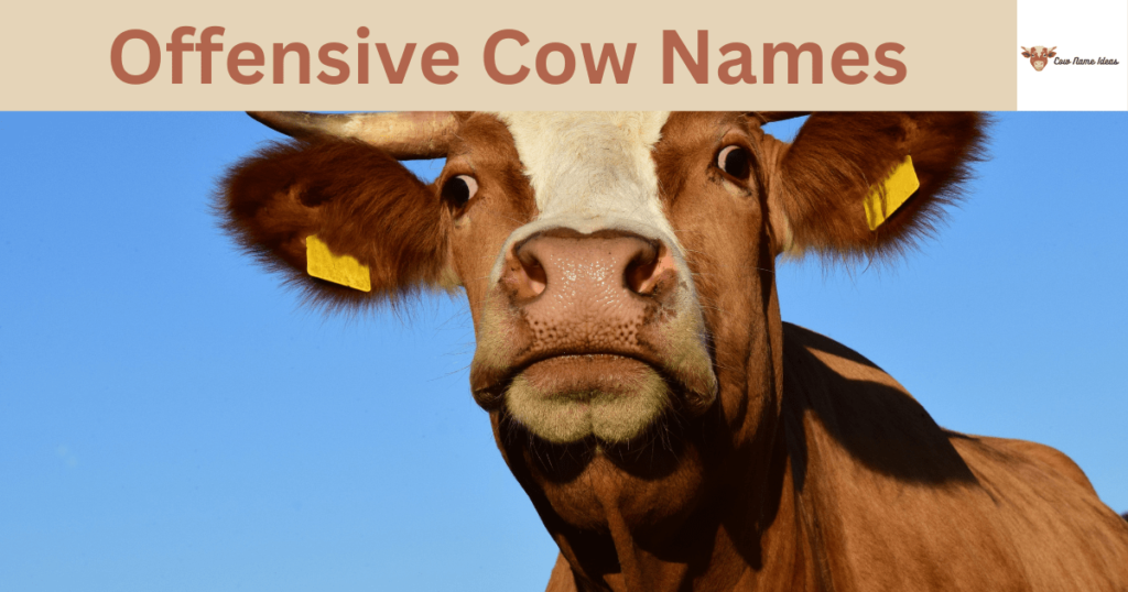 Offensive Cow Names