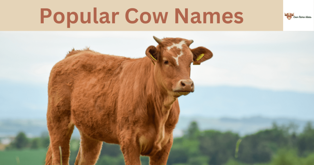 Popular Cow Names