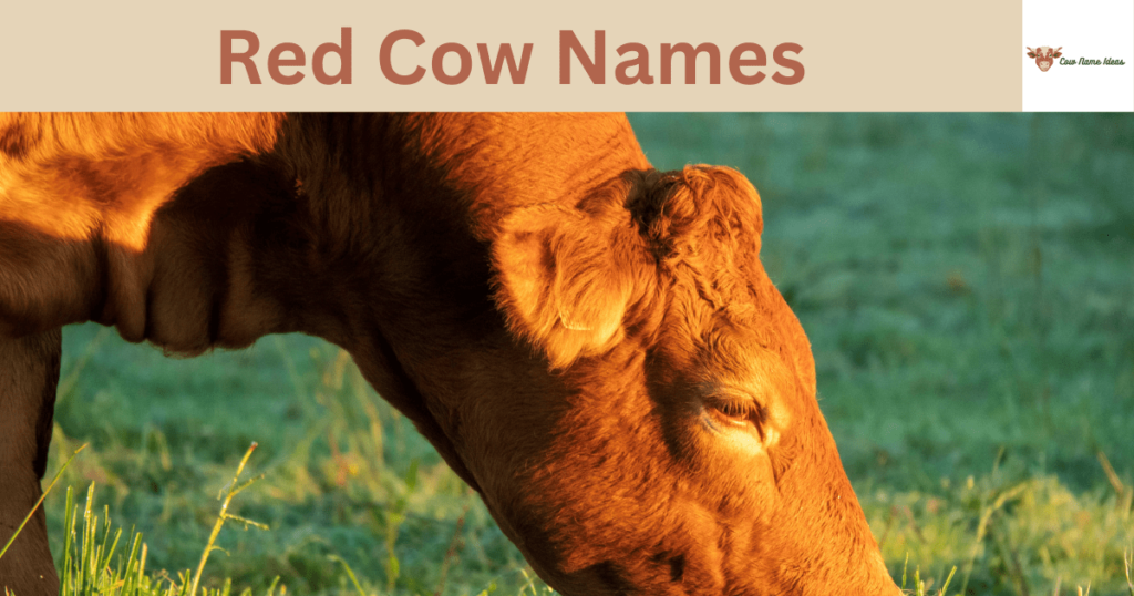 150 Baby Cow Names [With Meanings] - Cow Name Ideas