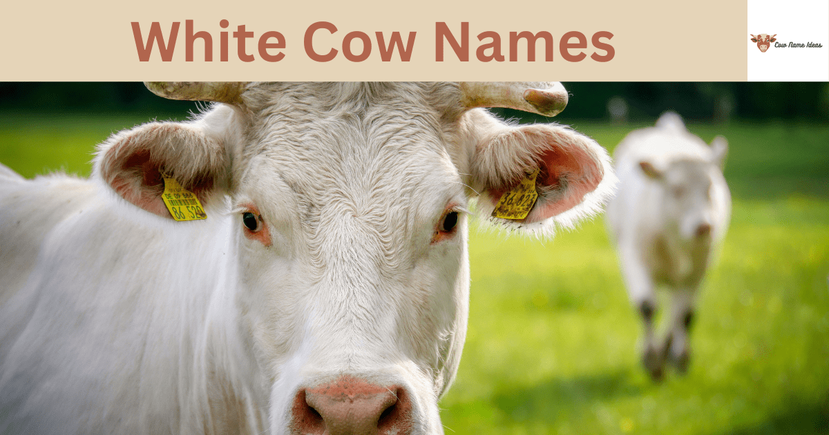 White Cow Names